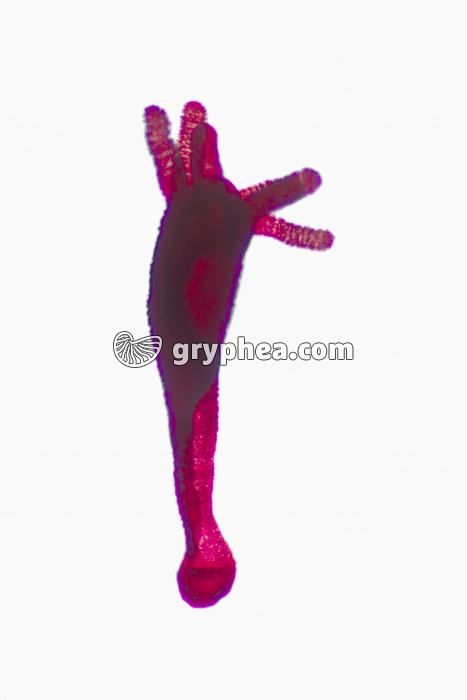 Hydre entière x7 - gryphea.com